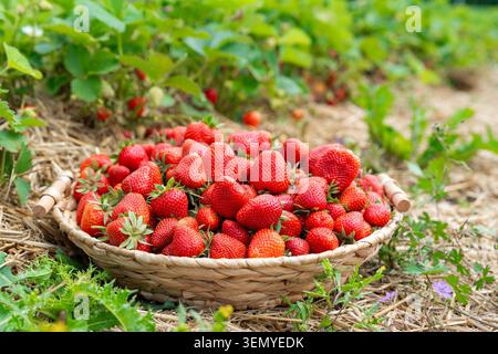 Wunderschöne Landszene mit einem vollen Korb mit süßen Bio-Erdbeeren im Freien. Leuchtende rote Beeren werden vor einer rustikalen Kulisse aus Heu präsentiert Stockfoto