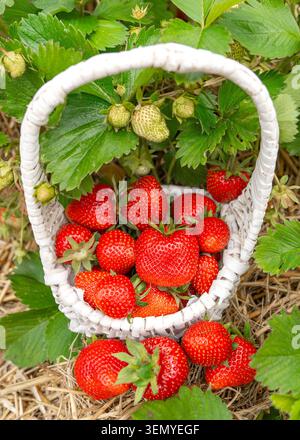 Flacher Lay-Shot aus einem dekorativen weißen Korb, der bis zum Rand mit Reifen roten Erdbeeren gefüllt ist. Der Behälter liegt auf trockenem Strohmulch auf Stockfoto