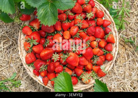 Frisch geerntete köstliche Gartenerdbeeren, die im Freien präsentiert werden. Schöne rote Beeren in einem gewebten Behälter stehen im Kontrast zu üppig grünen Blättern und rustikalen Farben Stockfoto