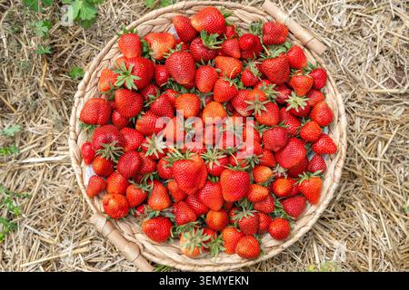 Flacher Lay-Shot aus einem runden Korb, gefüllt mit frisch geernteten Reifen roten Erdbeeren. Der Behälter liegt auf trockenem Strohmulch im auf Stockfoto