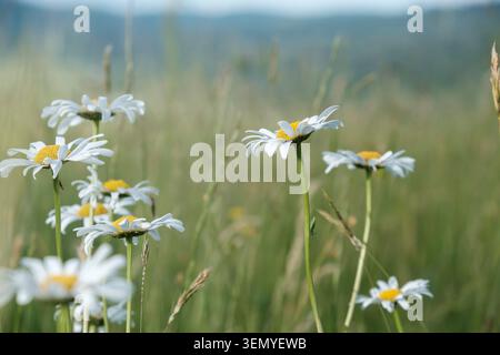 Weiße Ochsenaugen-Gänseblümchen wachsen auf einer Graswiese mit weichem natürlichen Hintergrund. Stockfoto
