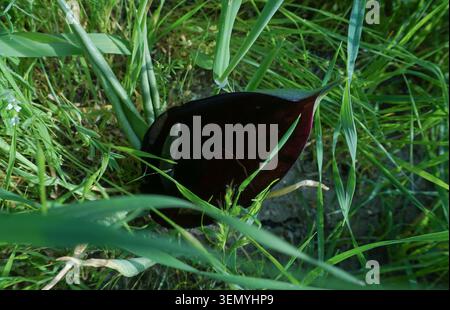 Wilde violette Glockenblumen, Feldblumen Stockfoto