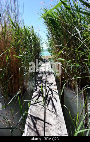 Hölzerner Pier durch hohes Schilf, der an einem sonnigen Tag auf der ungarischen Halbinsel Tihany in vertikaler Form zum Balaton führt Stockfoto