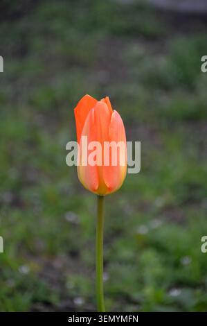 Single Orange Tulipa „Apricot Impression“ (Tulpe), angebaut in den Grenzen von RHS Garden Harlow Carr, Harrogate, Yorkshire, England, Vereinigtes Königreich. Stockfoto