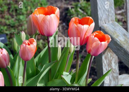 Orange Tulipa „Apricot Impression“ (Tulpe), angebaut in den Grenzen von RHS Garden Harlow Carr, Harrogate, Yorkshire, England, Vereinigtes Königreich. Stockfoto