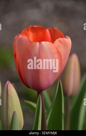 Single Orange Tulipa „Apricot Impression“ (Tulpe), angebaut in den Grenzen von RHS Garden Harlow Carr, Harrogate, Yorkshire, England, Vereinigtes Königreich. Stockfoto