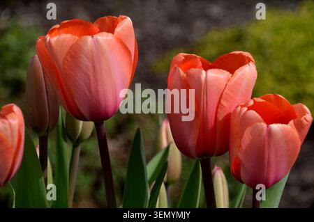 Orange Tulipa „Apricot Impression“ (Tulpe), angebaut in den Grenzen von RHS Garden Harlow Carr, Harrogate, Yorkshire, England, Vereinigtes Königreich. Stockfoto