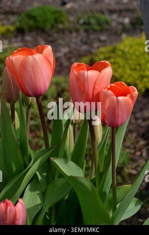 Orange Tulipa „Apricot Impression“ (Tulpe), angebaut in den Grenzen von RHS Garden Harlow Carr, Harrogate, Yorkshire, England, Vereinigtes Königreich. Stockfoto