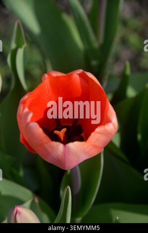 Single Orange Tulipa „Apricot Impression“ (Tulpe), angebaut in den Grenzen von RHS Garden Harlow Carr, Harrogate, Yorkshire, England, Vereinigtes Königreich. Stockfoto