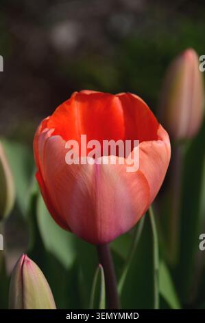 Single Orange Tulipa „Apricot Impression“ (Tulpe), angebaut in den Grenzen von RHS Garden Harlow Carr, Harrogate, Yorkshire, England, Vereinigtes Königreich. Stockfoto