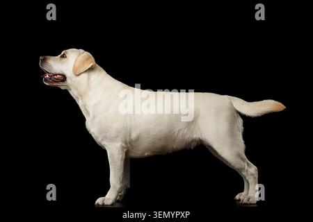 Wunderschöner beiger Labrador Retriever Hund, der vor isoliertem schwarzen Hintergrund steht Stockfoto