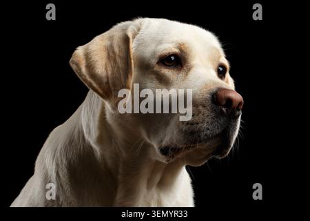 Nahporträt eines beigen Labrador Retriever Hundes mit traurigem Gesicht in der Vorderansicht isolierter schwarzer Hintergrund Stockfoto