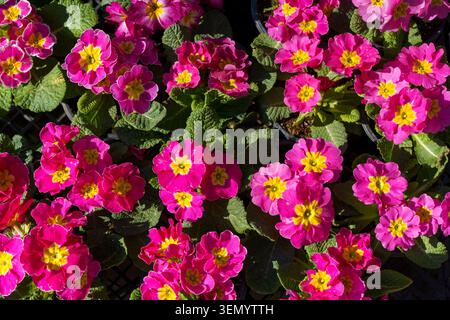 Viola blüht in Töpfen auf einem Frühlingsblumenmarkt. Eine lebendige Ausstellung blühender Stiefmütterchen und Veilchen zum Verkauf an einem Blumenstand. Hochwertige Fotos Stockfoto