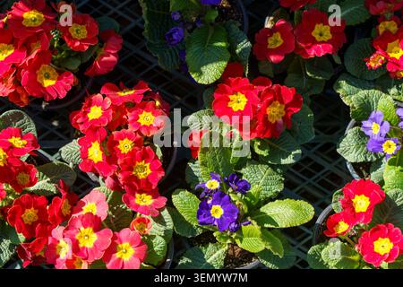 Viola blüht in Töpfen auf einem Frühlingsblumenmarkt. Eine lebendige Ausstellung blühender Stiefmütterchen und Veilchen zum Verkauf an einem Blumenstand. Hochwertige Fotos Stockfoto