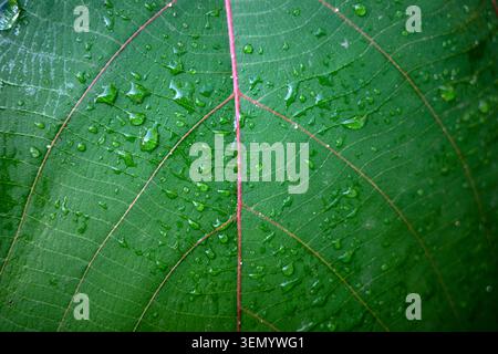 Nahaufnahme eines Kalpataru-Blattes (Ficus religiosa) mit Wasserspritzer. Naturhintergrund. Stockfoto