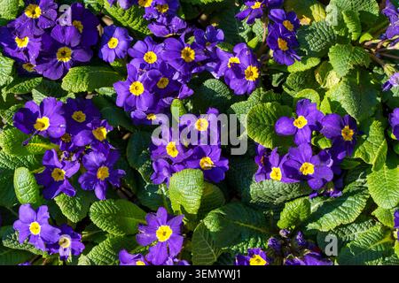 Viola blüht in Töpfen auf einem Frühlingsblumenmarkt. Eine lebendige Ausstellung blühender Stiefmütterchen und Veilchen zum Verkauf an einem Blumenstand. Hochwertige Fotos Stockfoto
