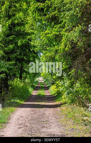Feldweg in einem üppig grünen Wald im Sommer Stockfoto