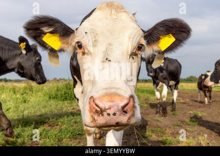 Kuhgesicht, Kopf ruhig und entspannt in der Kamera, eine schwarz-weiße Kuh mit gelbem Ohrschild, reife Kuh, schwarz-weiß neugierig aus nächster Nähe Stockfoto