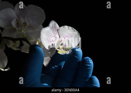 Nahaufnahme von Fingern in blauen medizinischen Handschuhen, die eine weiße Orchideenblüte mit Fliedersprenkeln bei gerichtetem Sonnenlicht halten. Stockfoto