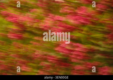 Rosa blühender Sträucher mit grünen Blättern, starke diagonale Bewegungsunschärfe, weiche organische Textur, abstrakter floraler Hintergrund Stockfoto
