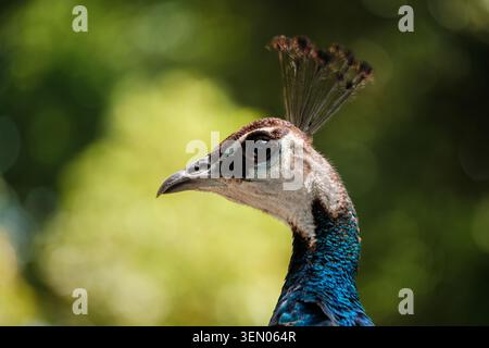 Pfauenkopf mit seinen bunten blauen Federn und Details seines Wappens Stockfoto