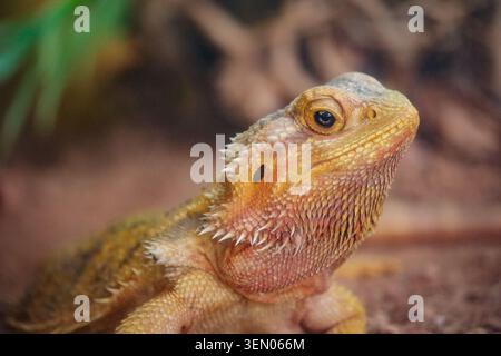 Bärtiger Drache, der hochblickt und komplizierte Schuppen, Stacheln und Augen aus der Nähe zeigt Stockfoto
