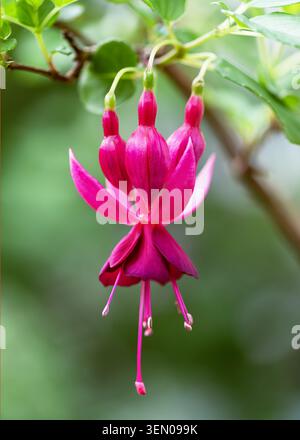 Leuchtende magentafarbene Fuchsia „Red Spider“-Blüte in voller Blüte. Elegant hängende exotische, leuchtend rosa Einzelblätter und lange Staubblätter Stockfoto
