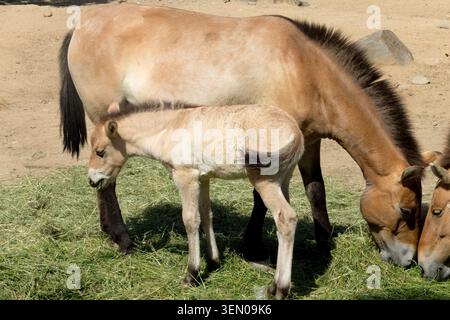 Przewalskis Pferd Equus ferus przewalskii Stute und Jungfohlenfütterung Stockfoto