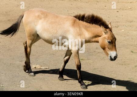 Przewalskis Pferd, Equus ferus przewalskii Stockfoto