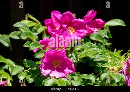 Leuchtend rosa Blüten von Rugosa Rose Rosa rugosa zwischen grünen Blättern Stockfoto