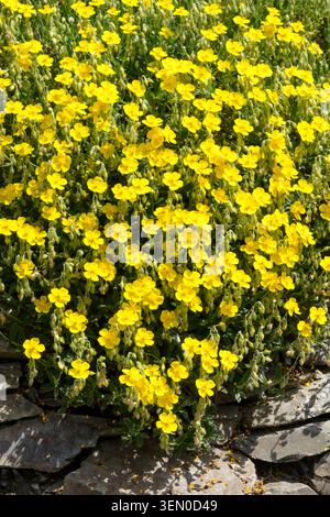 Dichte gelbe Blüten des Felsenrosen Helianthemum „Sterntaler“, die über eine Steinmauer in einem Sommergarten kaskadieren Stockfoto