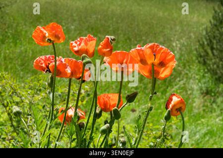 Hohe Stiele mit großen orange-roten Blüten des Oriental Poppy Papaver orientale, die im Sommer auf einer verschwommenen grünen Wiese wachsen Stockfoto