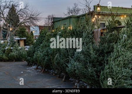 Viel gefüllt mit frischen, grünen Weihnachtsbäumen unter Lichtern in der Abenddämmerung. Stockfoto