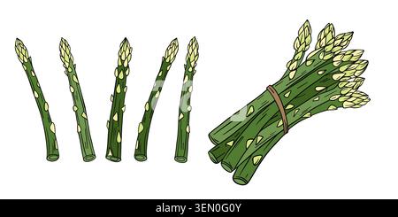 Handgezeichnete farbige Illustration von frischem Spargel mit natürlich langen grünen Lanzen mit zarten Spitzen und organischen Texturdetails Stockfoto