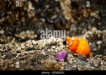 Orange-Phase Black Turban Snail Among Barnacles, Olympic Peninsula Tidal Pool, Ruby Beach, Washington Stockfoto