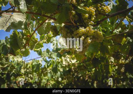 Sonnendurchflutete Weinreben mit Reifen grünen Trauben vor blauem Himmel in einem Weinberg. Stockfoto