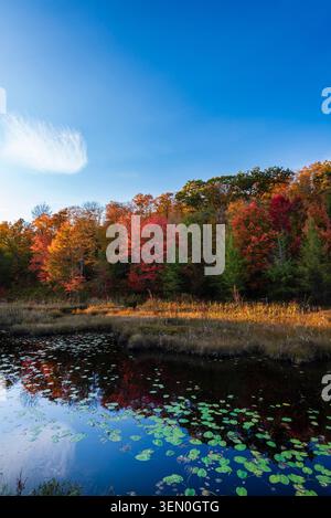 Herbstwald mit lebhaftem Laub, das sich in einem ruhigen Teich unter einem klaren blauen Himmel spiegelt. Stockfoto
