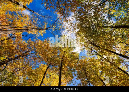 Leuchtende Herbstbäume mit gelben Blättern vor einem hellblauen Himmel, von unten betrachtet. Stockfoto