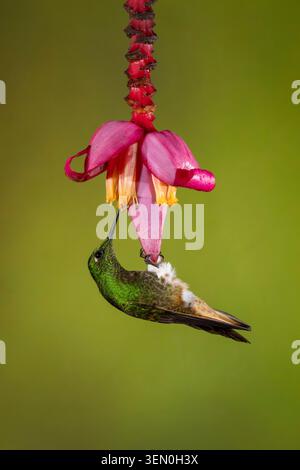 Kolibri ernährt sich von einer leuchtenden rosa und gelben Blume vor grünem Hintergrund. Stockfoto