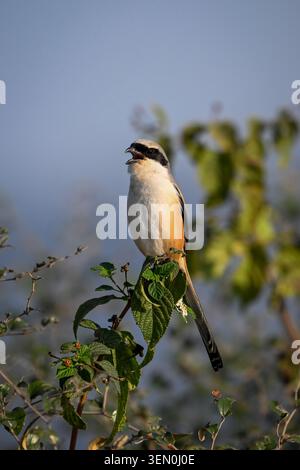 Ein Vogel thront auf einem grünen Ast vor einem klaren blauen Himmel. Stockfoto