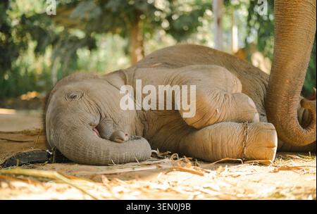 SURIN, THAILAND - Eine herzerwärmende Nahaufnahme eines Baby-asiatischen Elefantenkalbes, das in einem Elefantendorf in Surin friedlich auf dem Boden in der Nähe des Stammes seiner Mutter schläft. Stockfoto