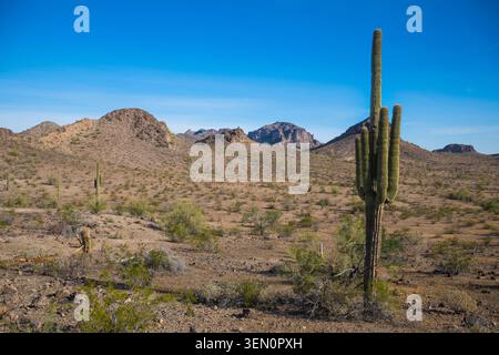 Ein einsamer Kaktus steht in einer Wüstenlandschaft unter einem klaren blauen Himmel mit fernen Bergen. Tonopha, Arizona, USA Stockfoto