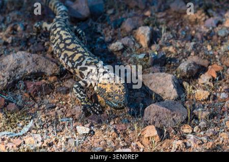 Ein gila-Monster krabbelt über felsiges Wüstengelände mit verstreuter trockener Vegetation. Tucson, Arizona, USA Stockfoto