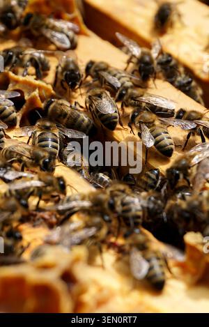 Kaukasische graue Honigbienen auf Rahmen im Bienenstock Stockfoto