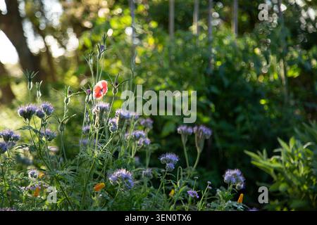 Leuchtende Wildblumen blühen unter der Sonne mit üppigem grünem Laub im Hintergrund Stockfoto