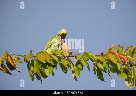 Junger, gelbköpfiger amazonas, der ein Blatt mit seinem Fuß hält, während er sich zwischen dem Laub eines Baumes ernährt Stockfoto