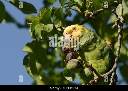 Amazonas-Papagei isst eine Walnuss, während er inmitten reifender Walnüsse in einem Walnussbaum sitzt Stockfoto