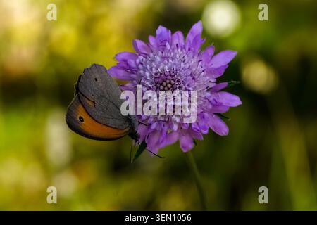 Wiesenbrauner Schmetterling (Maniola jurtina), der sich von einer violetten scabiosa-Wildblume ernährt. Naturfotografie im Frühling in Valle d'Itria, Apulien, Italien. Stockfoto
