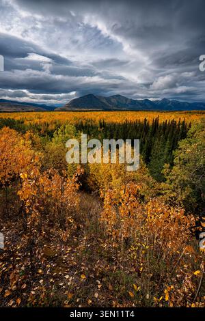 Lebhafter Herbstwald mit goldenem Laub unter dramatischem bewölktem Himmel und fernen Bergen. Stockfoto