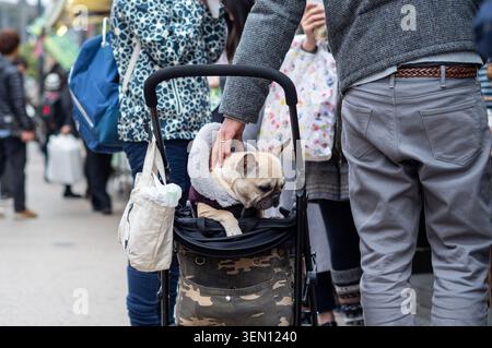 Französische Bulldogge mit Wintermantel in einem Camouflage-Kinderwagen auf einer geschäftigen Straße Stockfoto